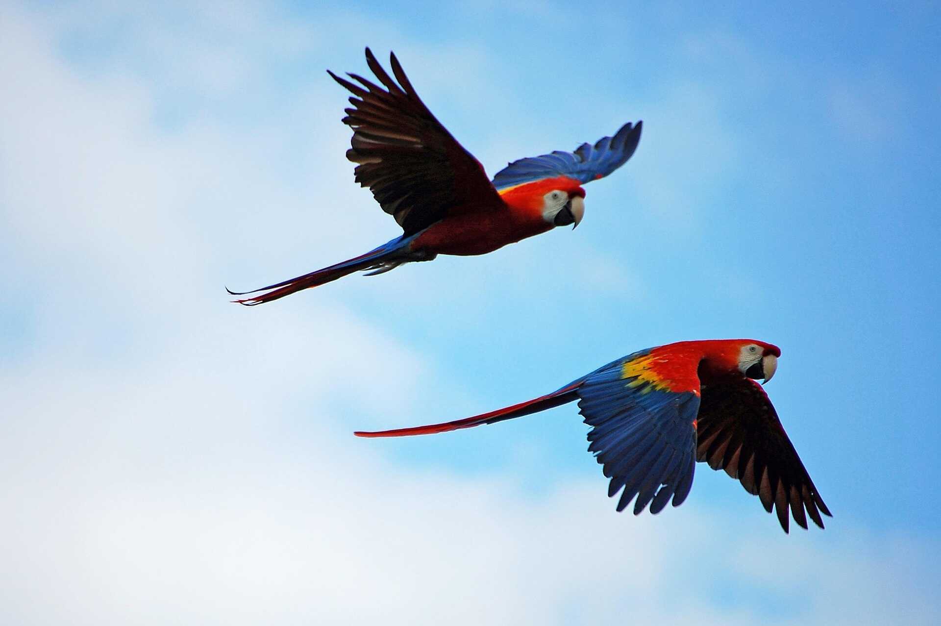 Bild von zwei fliegenden Papageien
